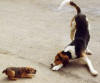 Kosh&pup2