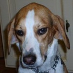 Sadie