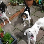 Cranny,Todd,Jack
