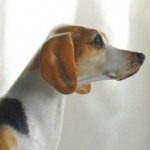 Trailhound figurine by Ann Shambrook